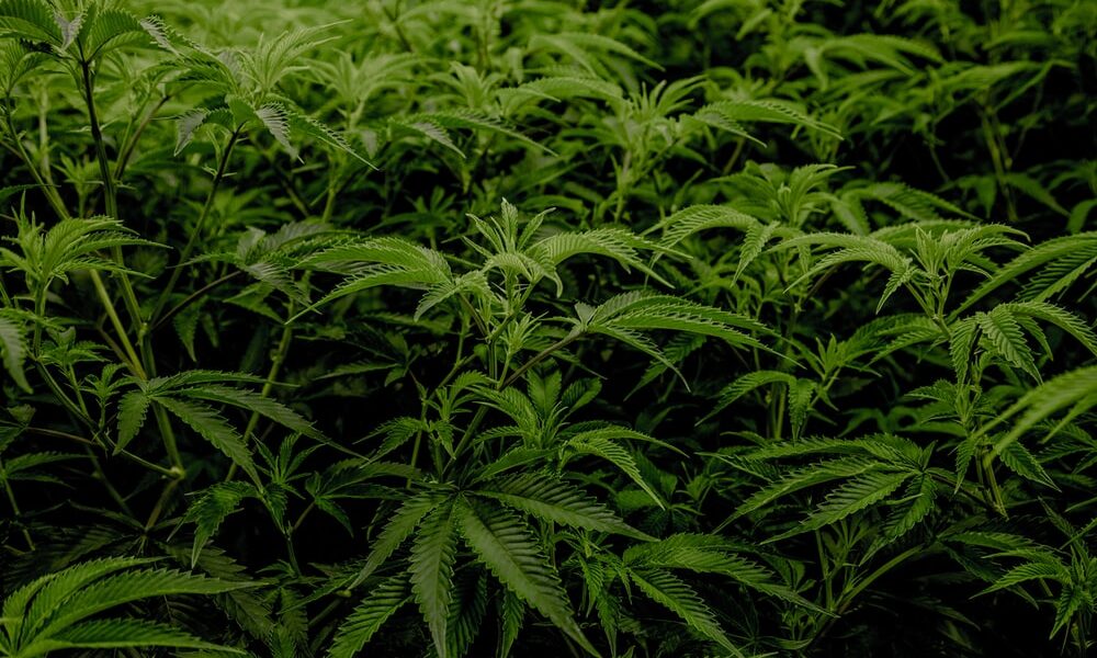 medical marijuana