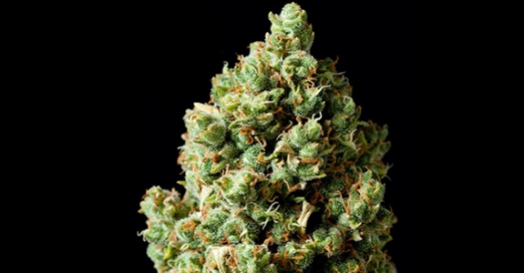 Critical Kush