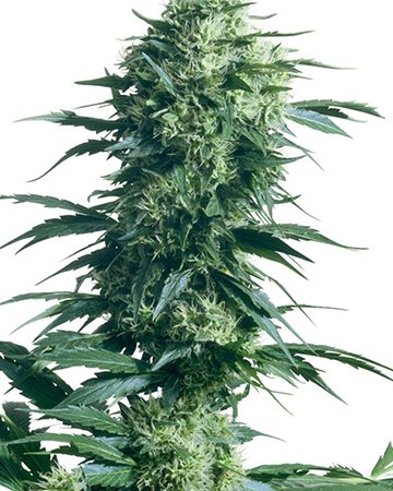 AK – 47 Feminized Cannabis Seeds