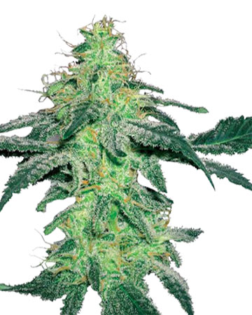 Amnesia Feminized Cannabis Seeds