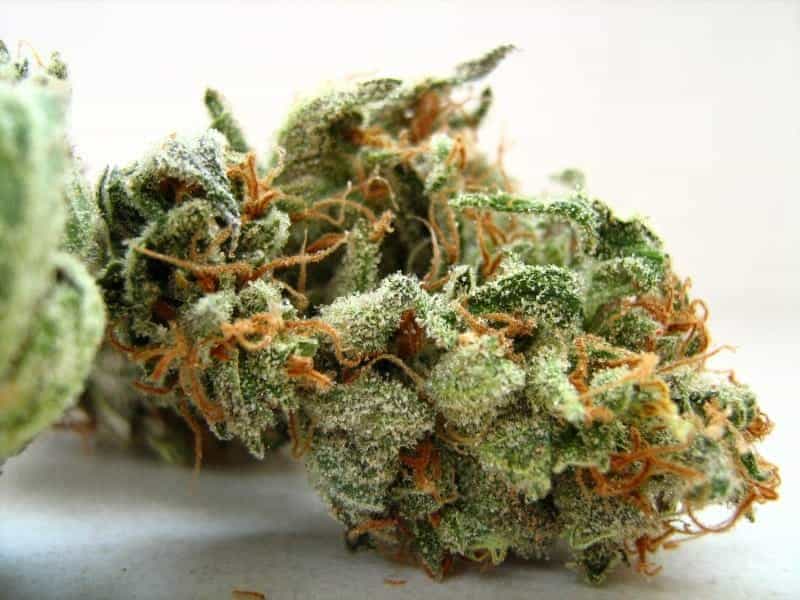 Amnesia Haze