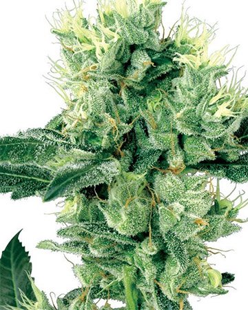 Animal Crackers Feminized Cannabis Seeds