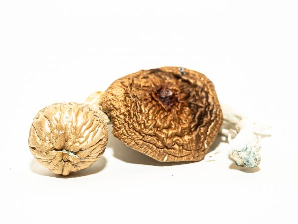 Artisanal Big Mex Magic Mushrooms