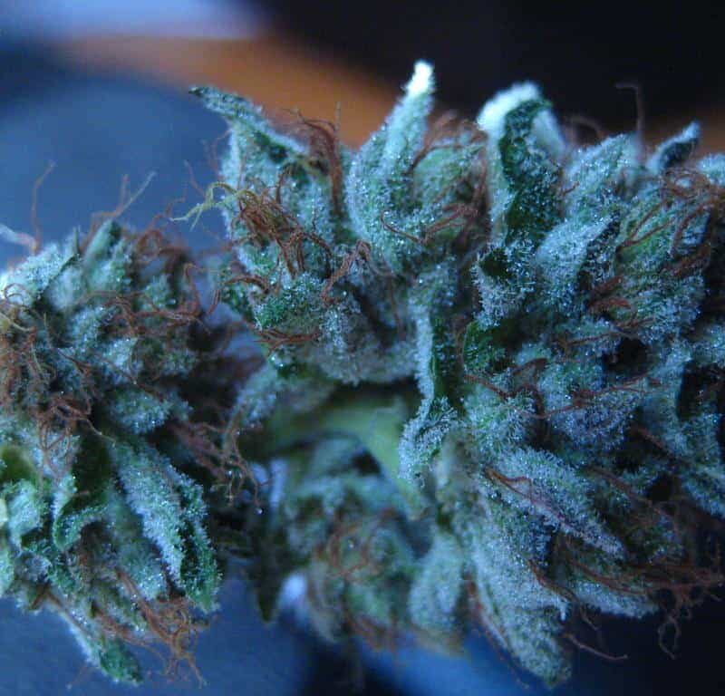 Blueberry Kush