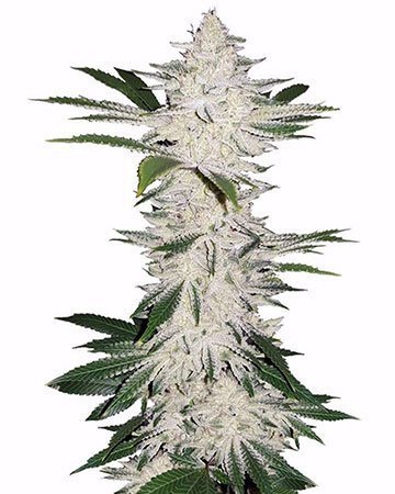 Chemdog #4 Feminized Cannabis Seeds