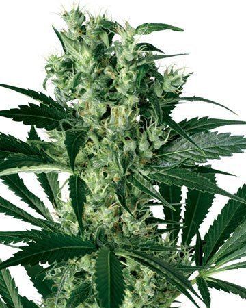 Critical Kush Feminized Cannabis Seeds