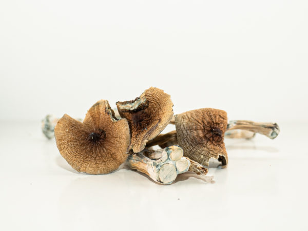 African Magic Mushrooms