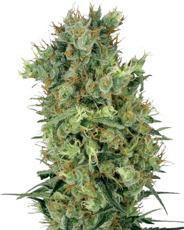 Diesel Feminized Cannabis Seeds