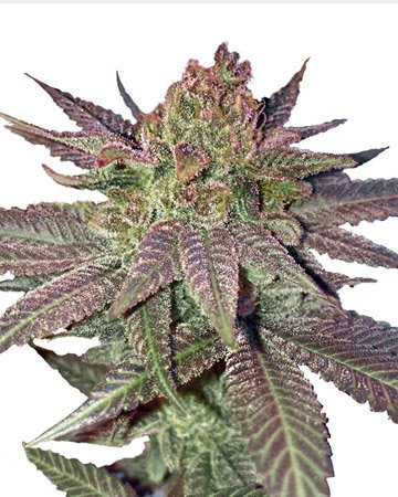 Fruity Pebbles Feminized Cannabis Seeds