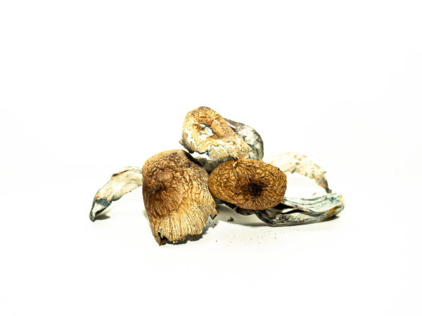 KOH Samui Super Strain Magic Mushrooms