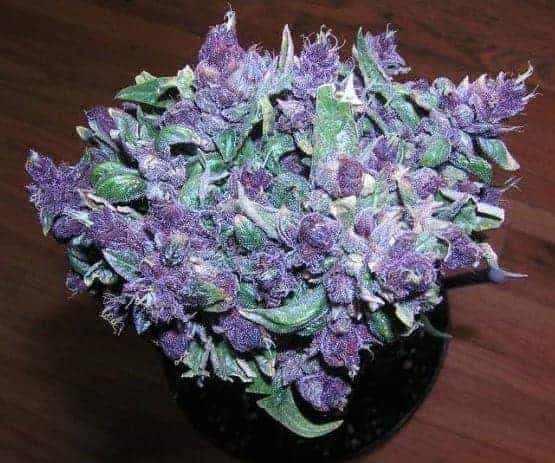 Purple Haze