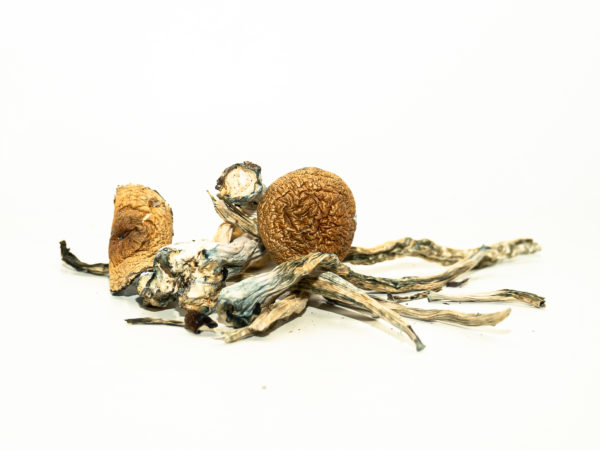 Thai Magic Mushrooms