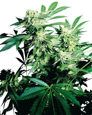 Durban Poison Feminized Cannabis Seeds