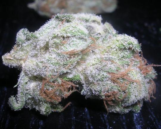 White Rhino